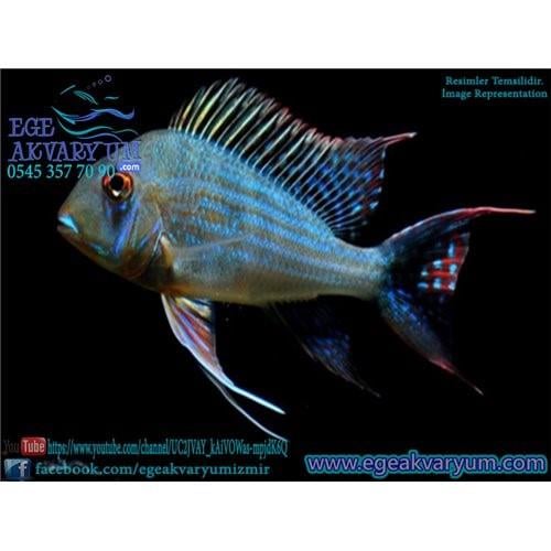 Geophagus Altifrons 3-4 Cm