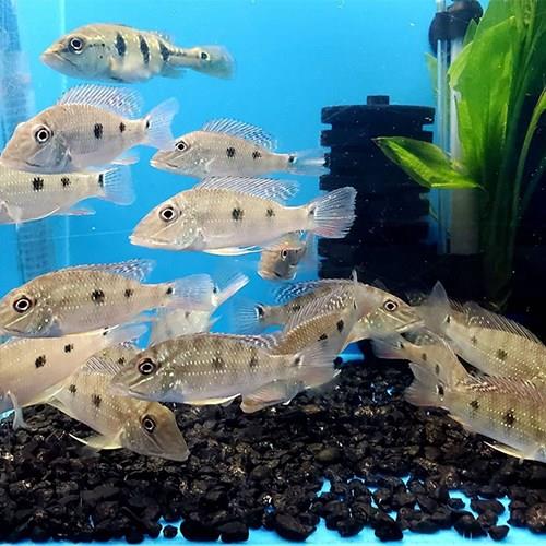 Geophagus Daemon 5 cm