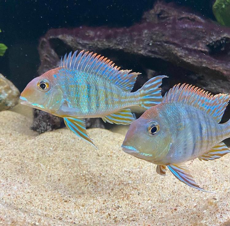 Geophagus Red Head Tapajos 6-7 Cm