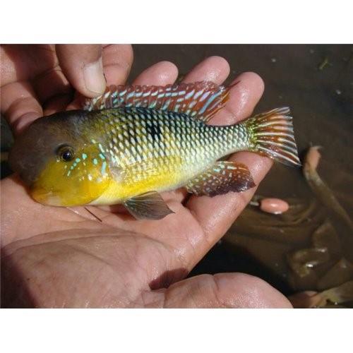 Gymnogeophagus Labiatus 6-7 Cm