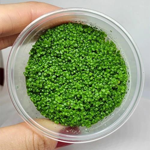 Hemianthus Callitrichoides Cuba In Vitro 140cc Canlı Bitki