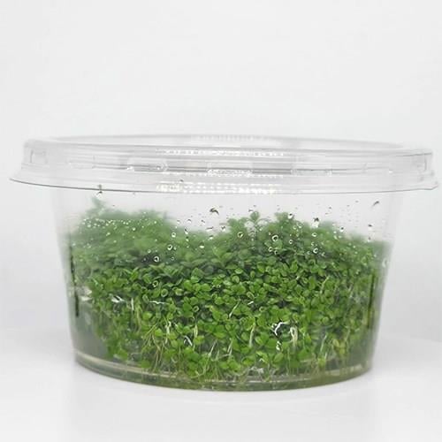 Hemianthus Callitrichoides Cuba In Vitro 140cc Canlı Bitki