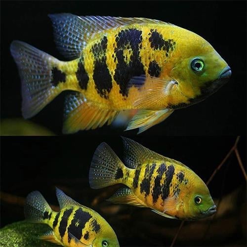 Herichthys Bocourti Cichlid 4-5 cm