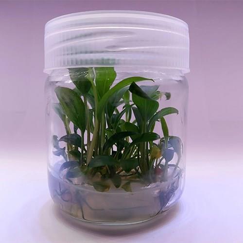 Homalomena Sekadau South In Vitro 200cc Canlı Bitki