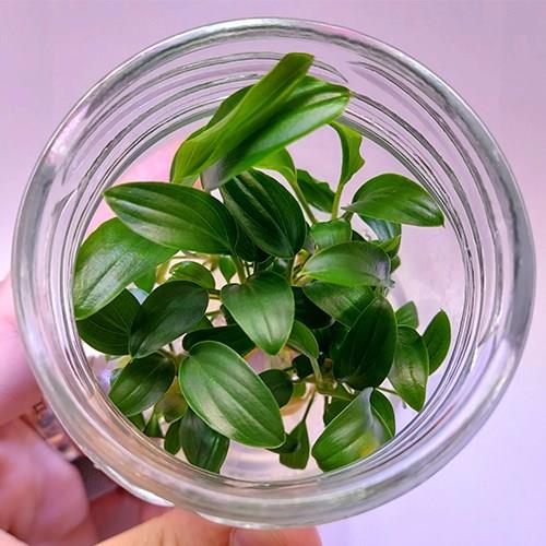 Homalomena Sekadau South In Vitro 200cc Canlı Bitki