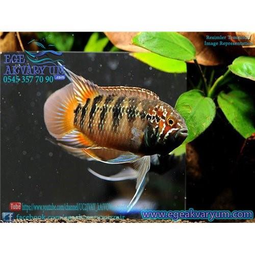 İvanacara Adoketa(zebra Acara) 3-4 Cm
