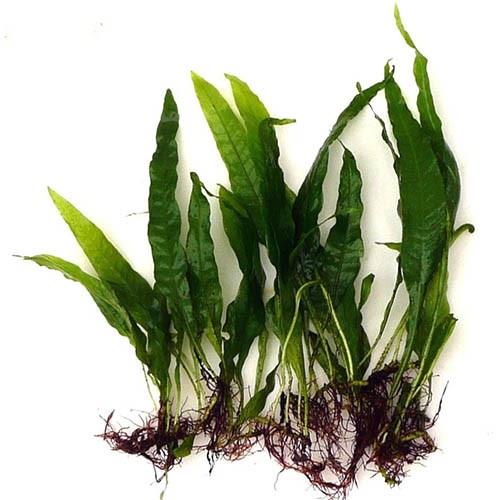 Java Fern Bağ 4-5 Yaprak 10-15 Cm