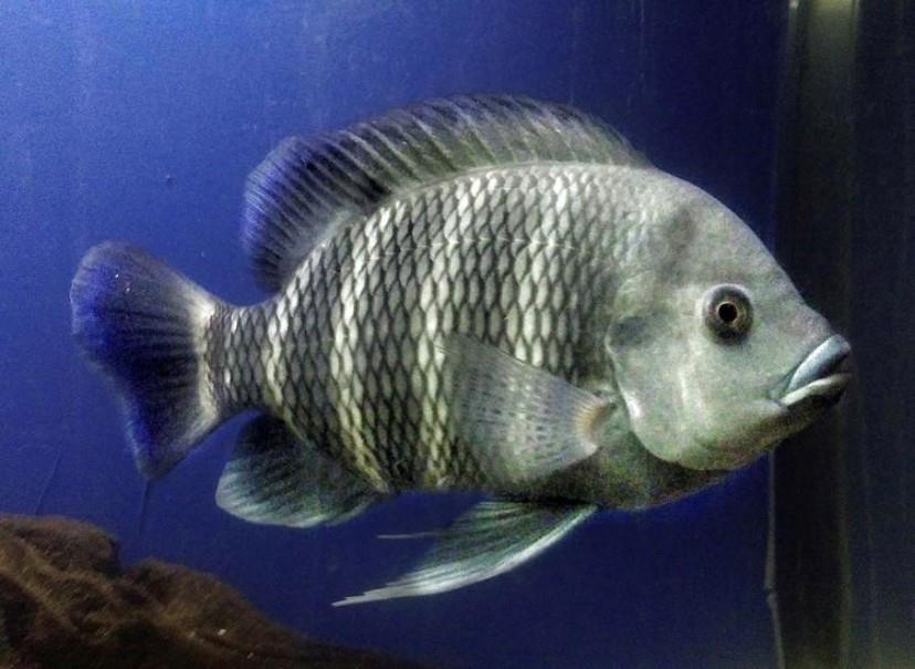 Joker Ciklet 8-9  cm