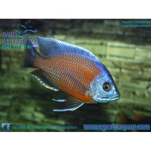 Kadango Cichlid 5-6 Cm
