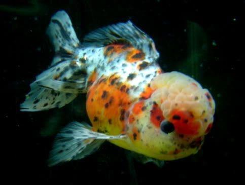 KALİKO ORANDA 15 CM