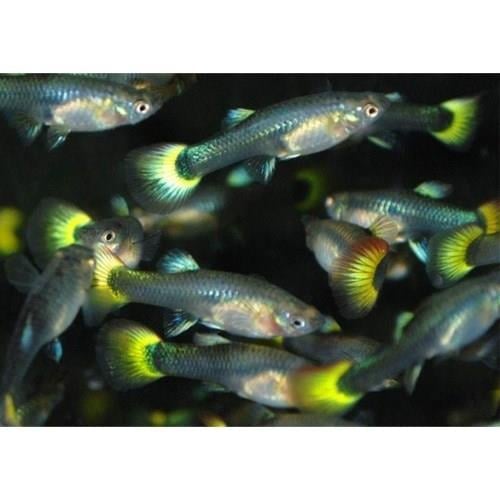 Karışık Dişi Lepistes 4-5 Cm