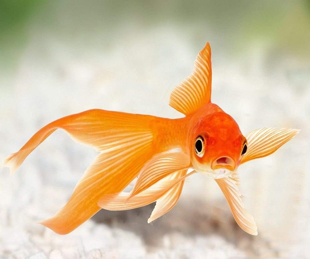 KARIŞIK JAPON 3-4 CM