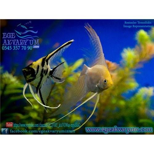 Karışık Melek 5 Cm