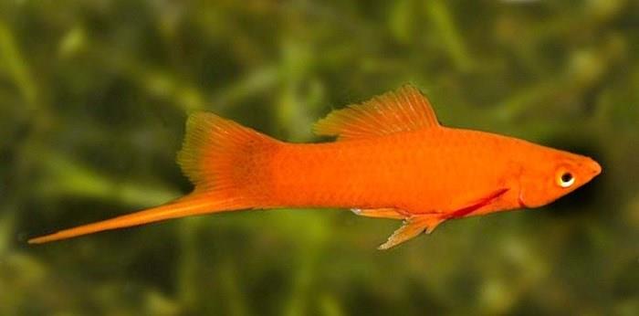 Kılıç Kuyruk 4 - 5 Cm