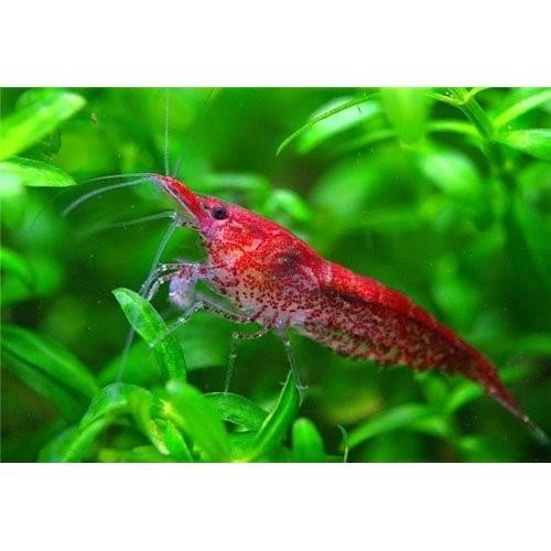 Kiraz Karides 10 Adet (KARGO ALICI ÖDER)