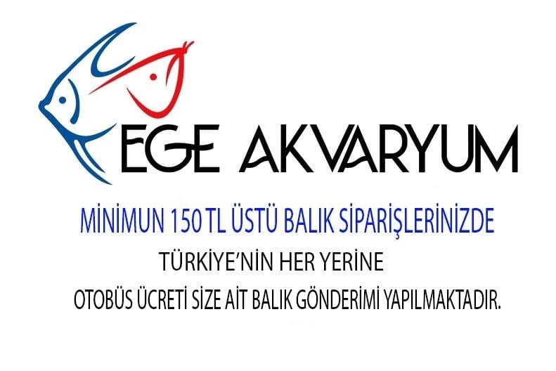 Kiraz Karides 10 Adet (KARGO ALICI ÖDER)