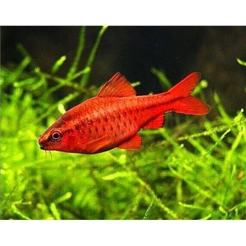 Kiraz Tetra 4 Cm