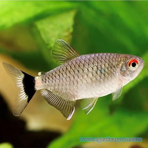 Kırmızı Göz Tetra 2-3 cm
