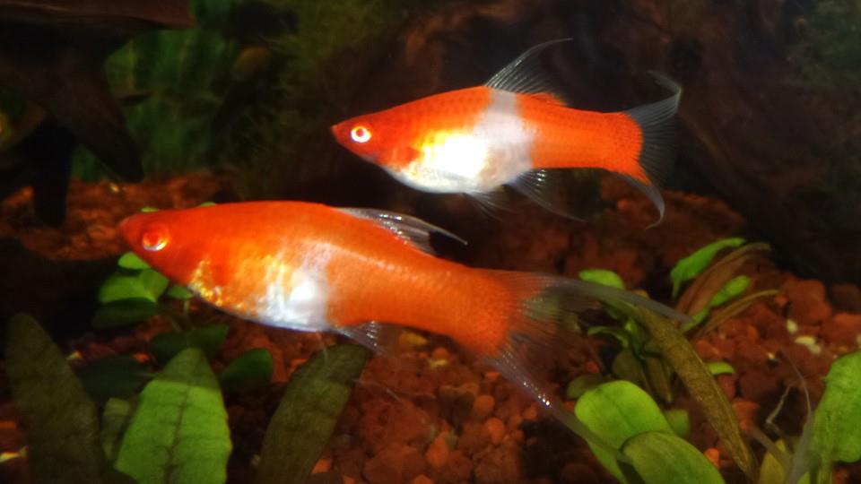 Koi Kılıç Kuyruk 4 -5 Cm