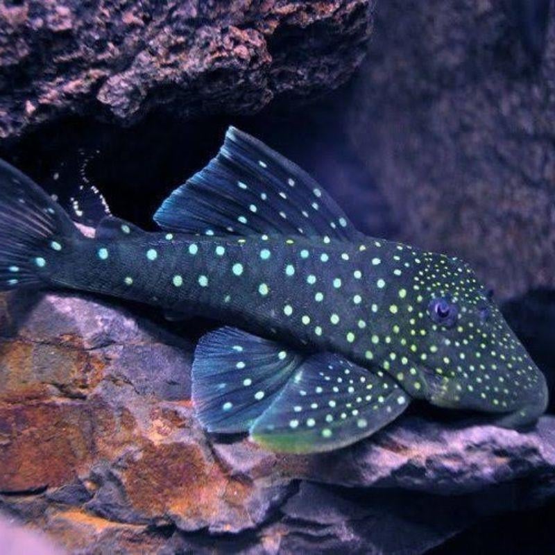 L128 Pleco 13-14 cm