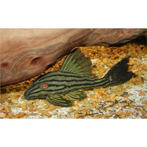 L190 Pleco 4-5 Cm A Kalite