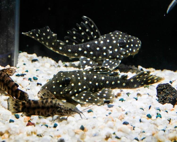 L201 Pleco 1 Erkek 1 Dişi