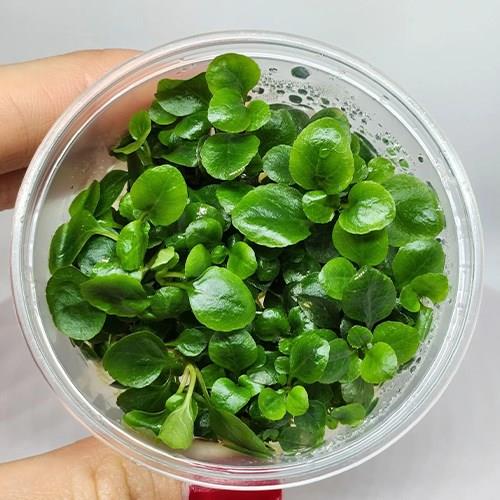 Lobelia Cardinalis Mini In Vitro 140cc Canlı Bitki