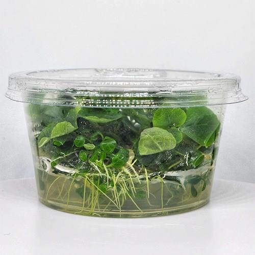 Lobelia Cardinalis Mini In Vitro 140cc Canlı Bitki