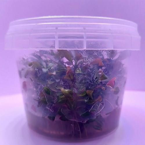 Ludwigia Peruensis In Vitro 140cc Canlı Bitki