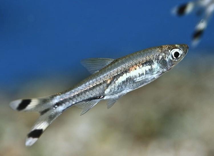 Makas Kuyruk Tetra 3 cm