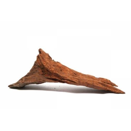 Mangrow Kök 8-10 Cm