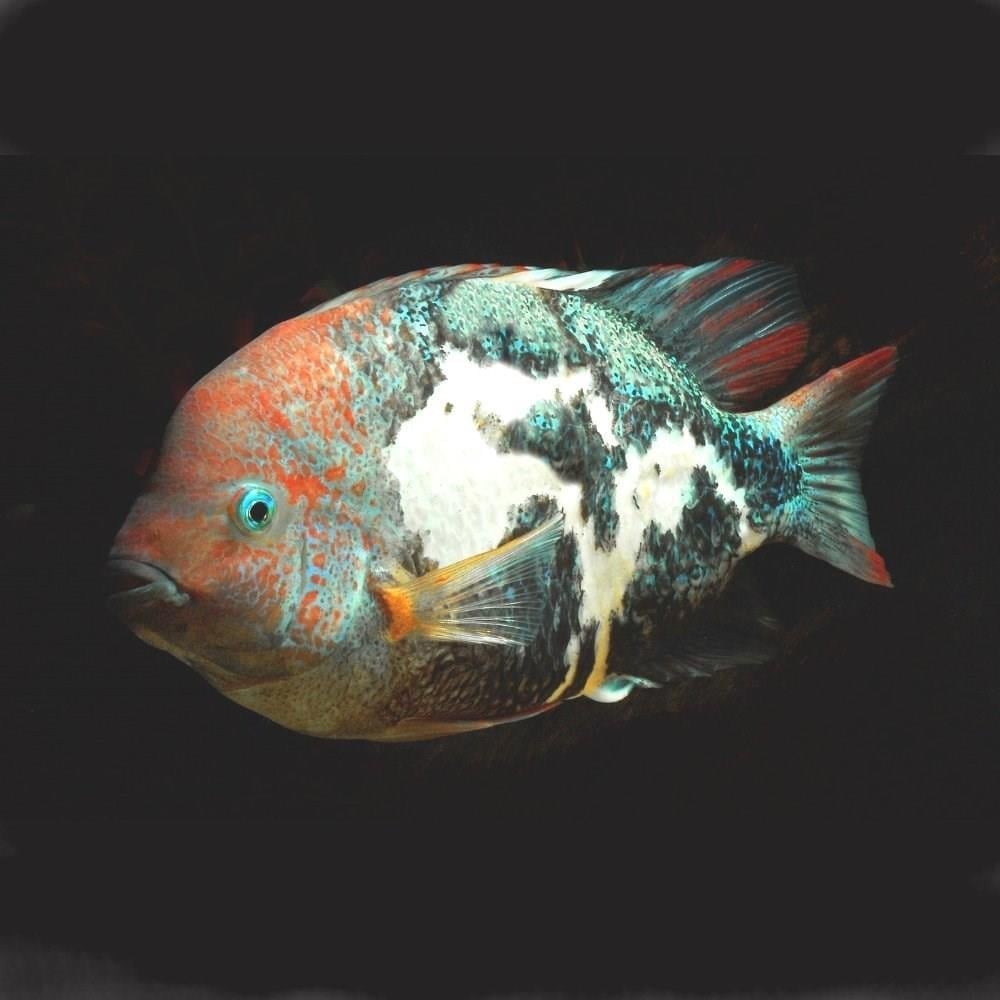 Marble Fenestratus 5-7  cm