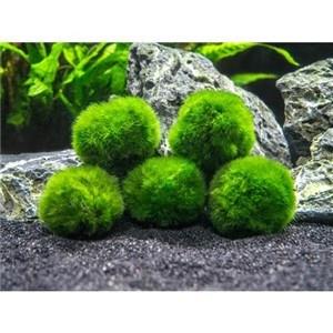 Marimo Moss Ball 2-3Cm Yosun Topu Canlı Bitki