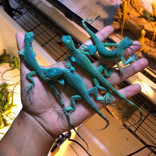 Mavi iguana 6 Aylık Çipli Cities (Resmi Belgeli)