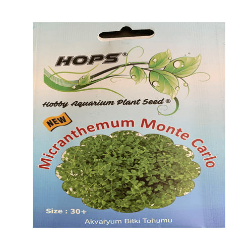 Micranthemun Monte Carlo Bitki Tohumu