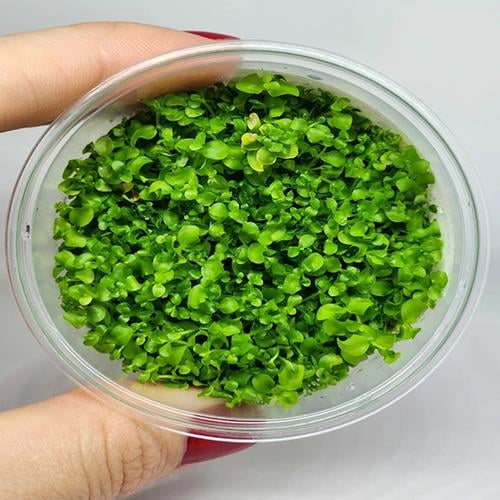 Micronthemum Monte Carlo In Vitro Cup Canlı Bitki