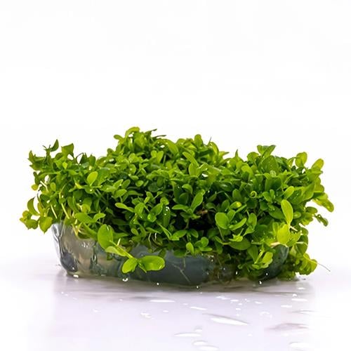 Micronthemum Monte Carlo In Vitro Cup Canlı Bitki