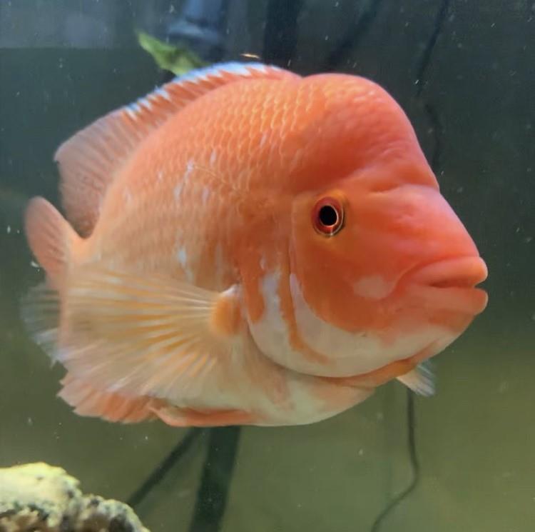 Midas Ciklet 14-15 cm