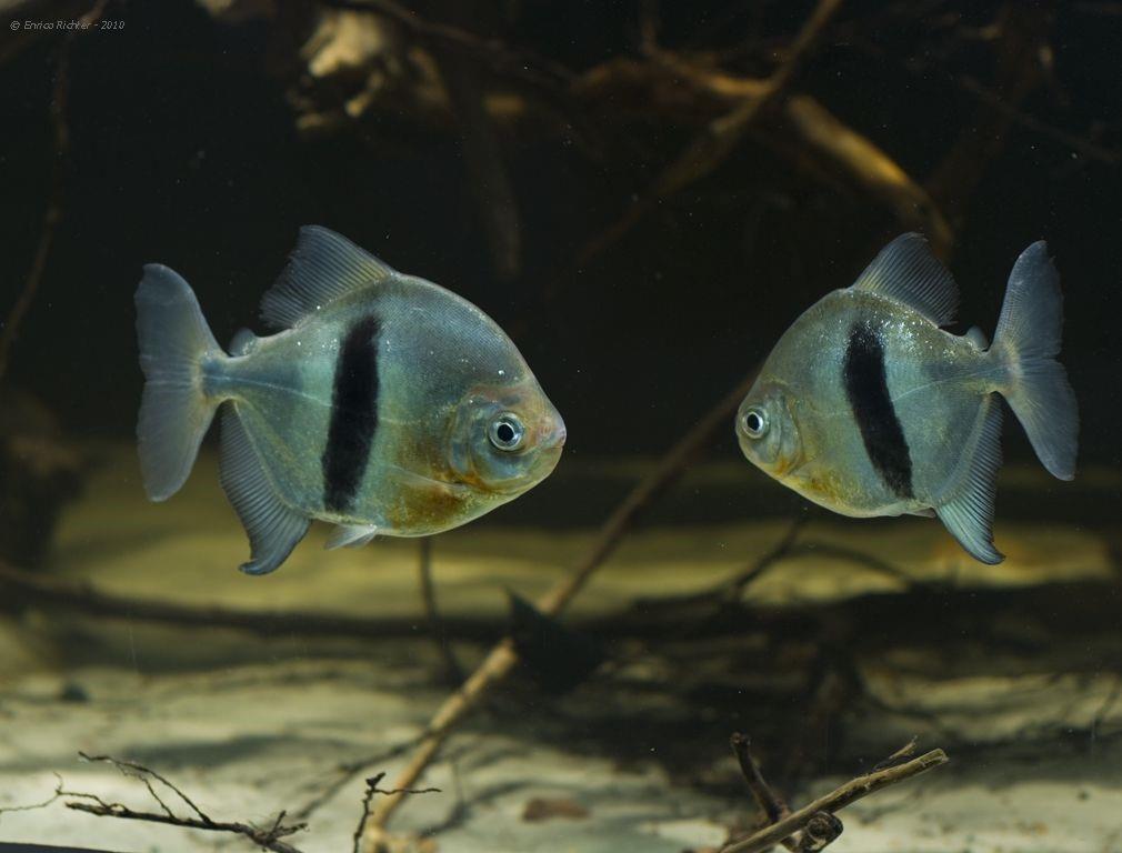 Myleus Schomburgkii 3-4 Cm