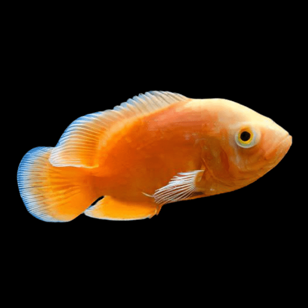Orange Astronot  5-6 cm (ithal)