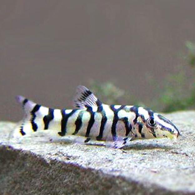 Pakistani Loach 5 cm