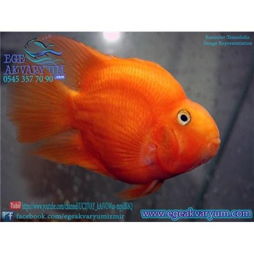 Papağan Ciklet 9-10 Cm İthal