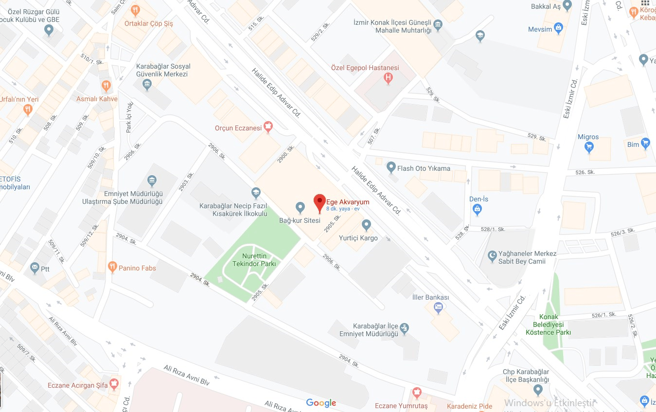 Paratheraps Guttulatus 5-7 Cm