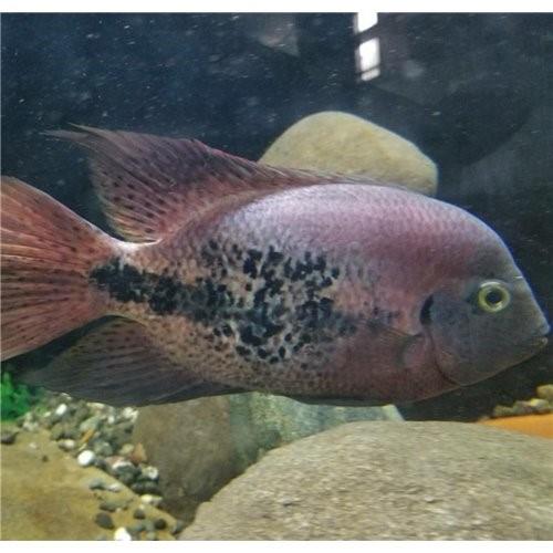 Paratheraps Guttulatus 5-7 Cm