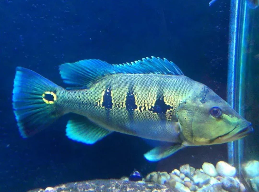 Peacock Bass Blueazul 7 Cm