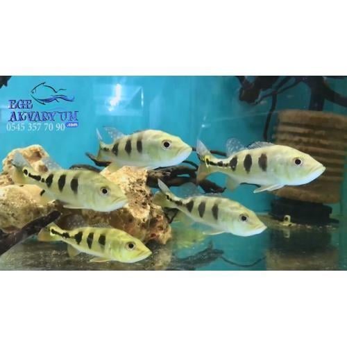 Peacock Bass Monoculus 18-20 CM