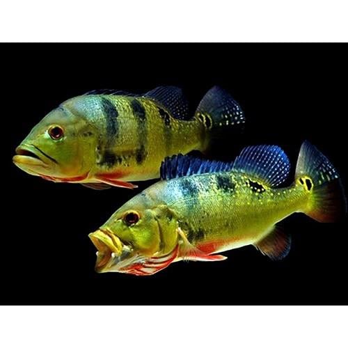 Peacockbass Ocellaris 8-9cm