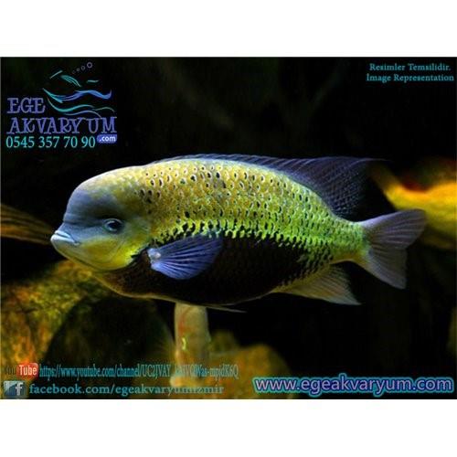 Pearsei Cichlid 7-8 Cm