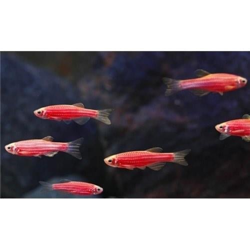 Pembe Neon Danio Zebra 3 - 3.5 Cm