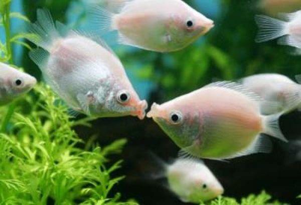 Pembe Öpüşen Gurami 10-11 Cm